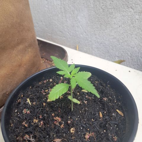 Kritical Bilbo (Zé seeds) growlog timeline photo