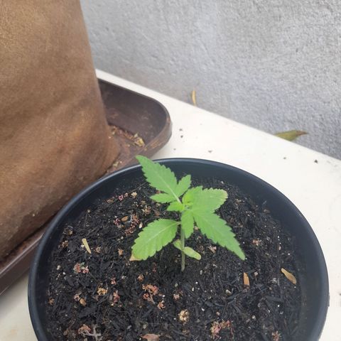 Kritical Bilbo (Zé seeds) growlog timeline photo