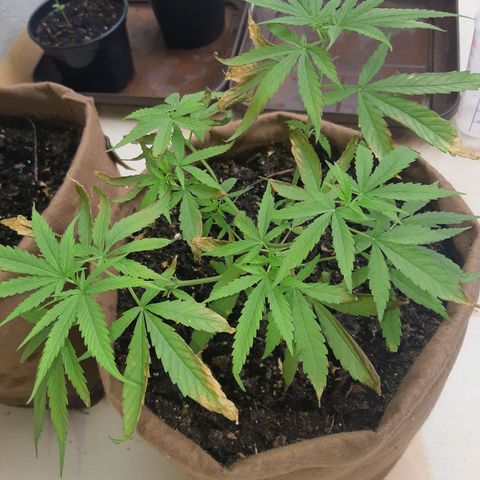 Prenseed 01 growlog timeline photo