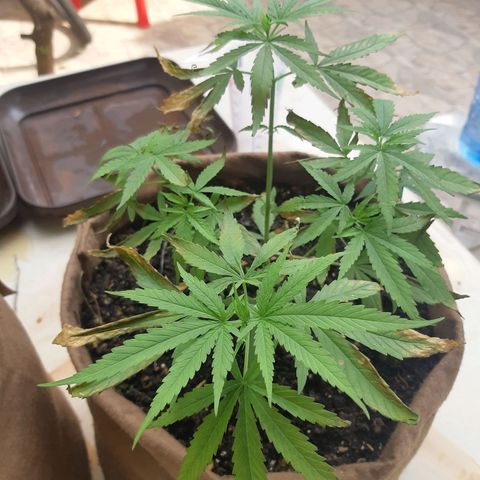 Prenseed 01 growlog timeline photo