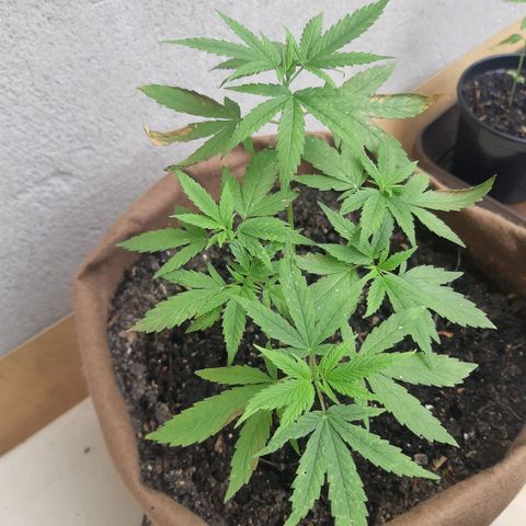 Prenseed 02 growlog timeline photo