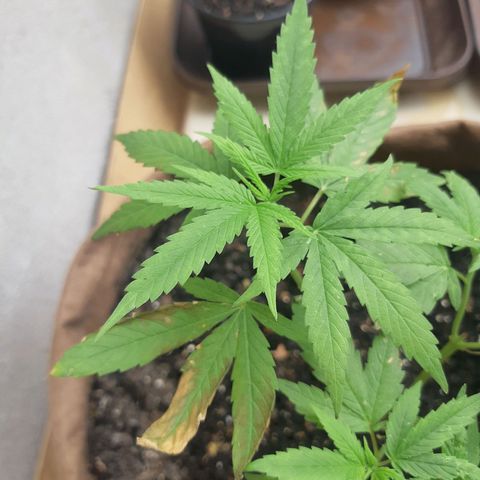 Prenseed 02 growlog timeline photo