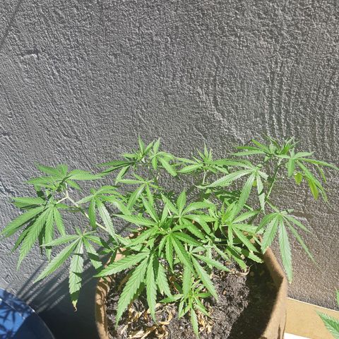 Prenseed 01 growlog timeline photo