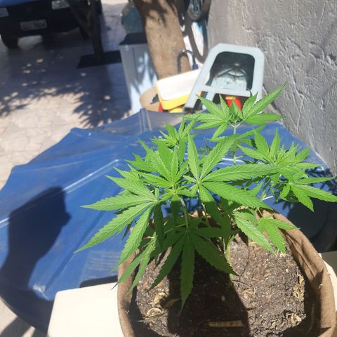 Prenseed 02 growlog timeline photo