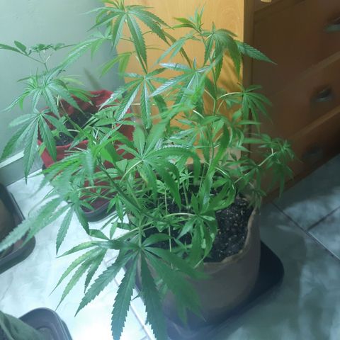 Prenseed 01 growlog timeline photo