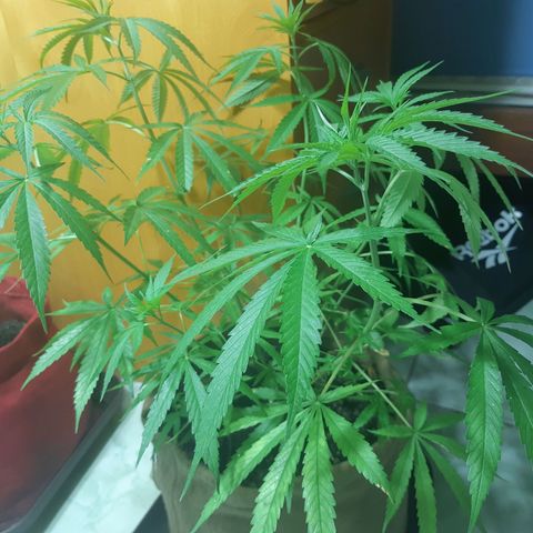 Prenseed 01 growlog timeline photo