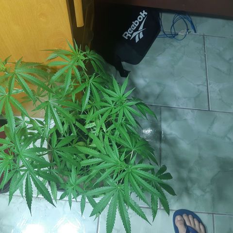 Prenseed 01 growlog timeline photo