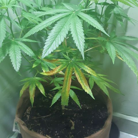 Prenseed 02 growlog timeline photo
