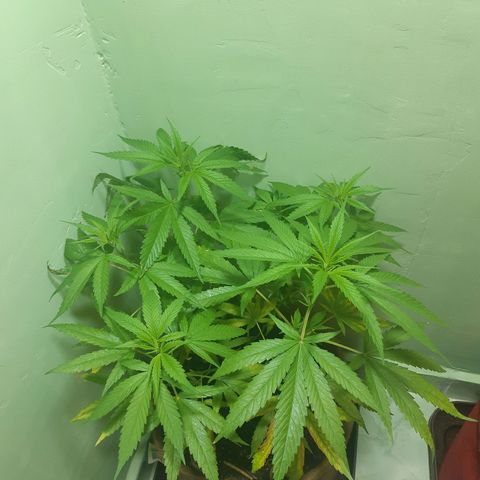 Prenseed 02 growlog timeline photo