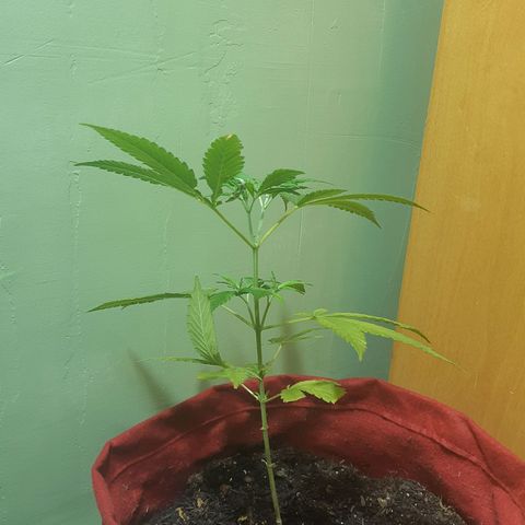 Prenseed 03 growlog timeline photo