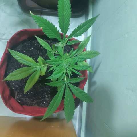 Prenseed 03 growlog timeline photo
