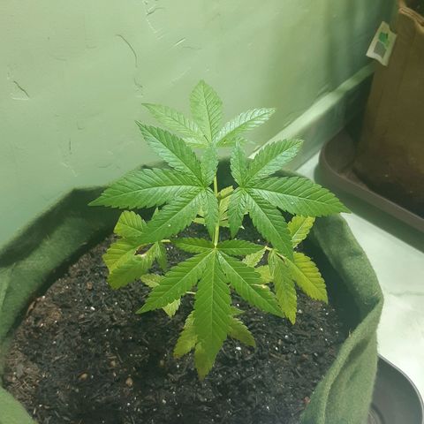 Kritical Bilbo (Zé seeds) growlog timeline photo