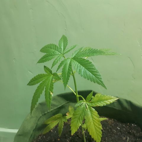 Kritical Bilbo (Zé seeds) growlog timeline photo
