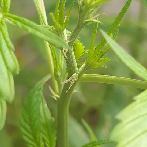 Prenseed 02 growlog timeline photo