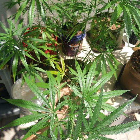 Prenseed 01 growlog timeline photo