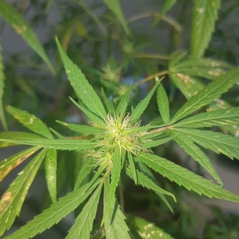 Prenseed 02 growlog timeline photo