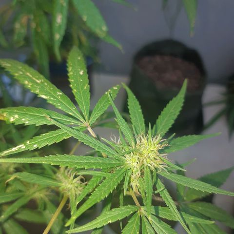 Prenseed 02 growlog timeline photo