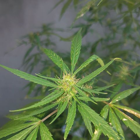 Prenseed 02 growlog timeline photo