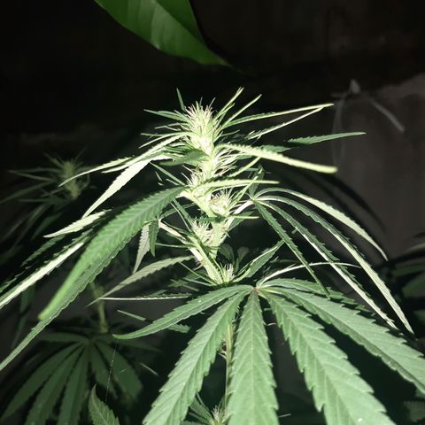 Prenseed 02 growlog timeline photo