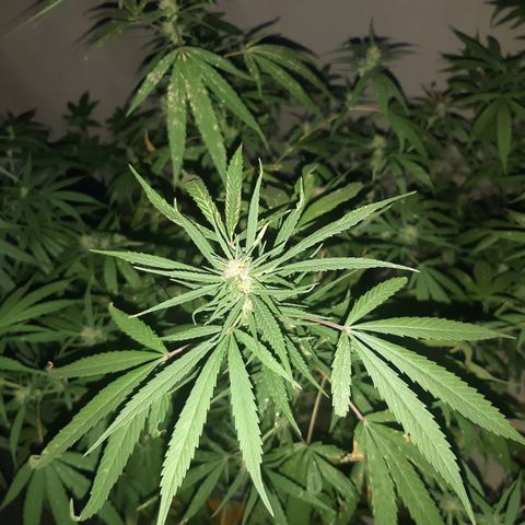 Prenseed 02 growlog timeline photo
