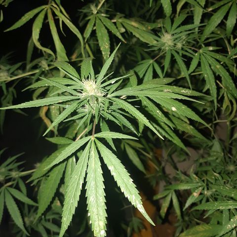 Prenseed 02 growlog timeline photo
