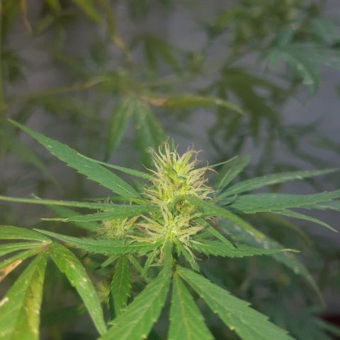 Prenseed 02 growlog timeline photo