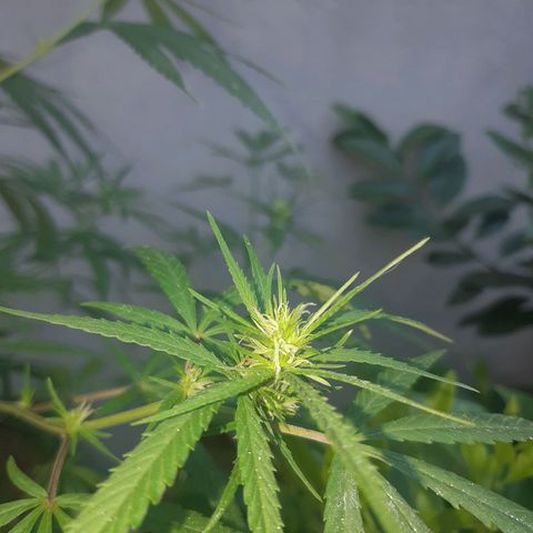 Prenseed 01 growlog timeline photo