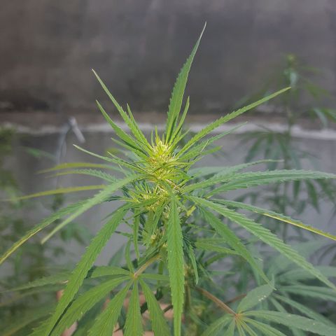 Prenseed 01 growlog timeline photo