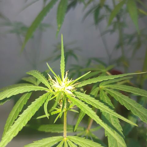 Prenseed 01 growlog timeline photo