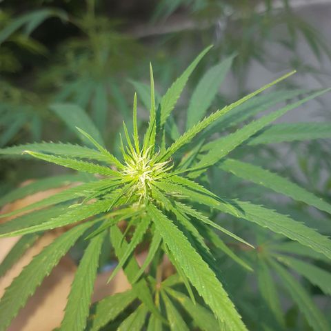 Prenseed 01 growlog timeline photo