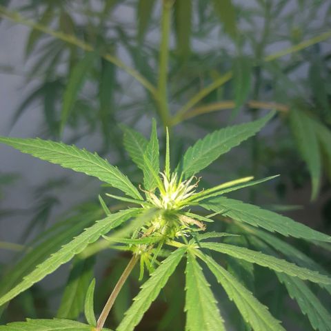 Prenseed 01 growlog timeline photo