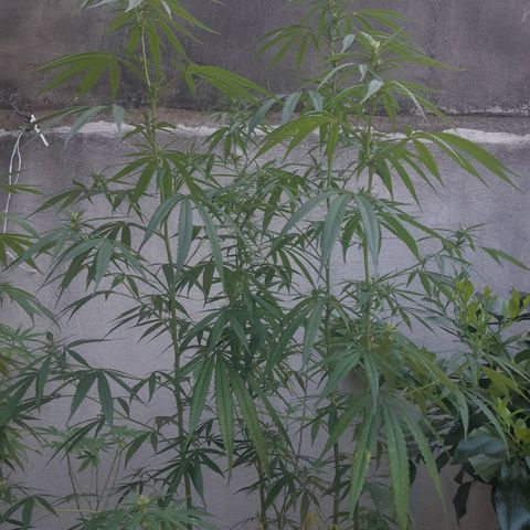 Prenseed 01 growlog timeline photo