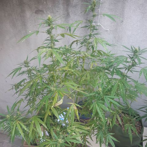Prenseed 02 growlog timeline photo
