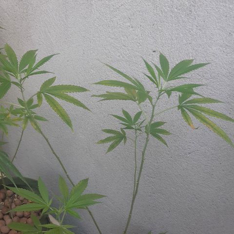 Prenseed 03 growlog timeline photo