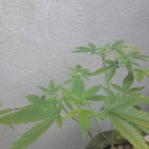 Kritical Bilbo (Zé seeds) growlog timeline photo