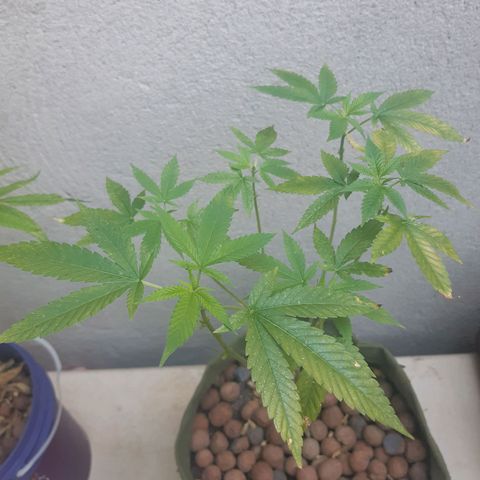 Kritical Bilbo (Zé seeds) growlog timeline photo