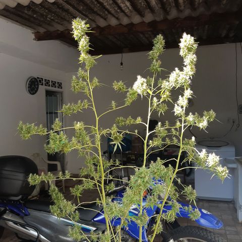 Prenseed 02 growlog photo: Colhi