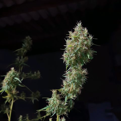 Prenseed 02 growlog photo: Colhi