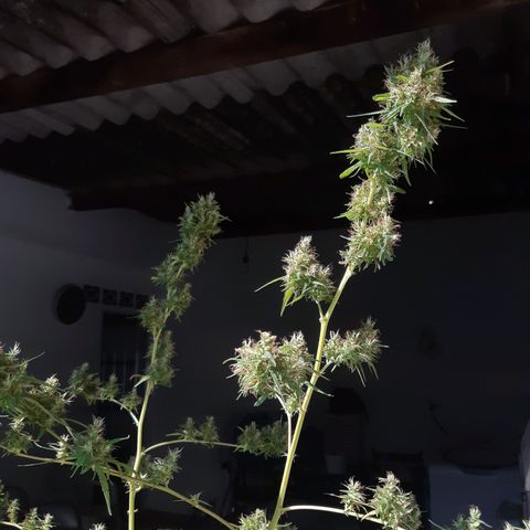 Prenseed 02 growlog photo: Colhi