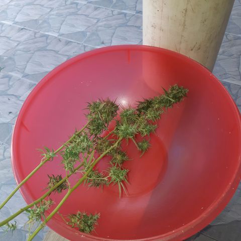 Prenseed 02 growlog photo: Colhi