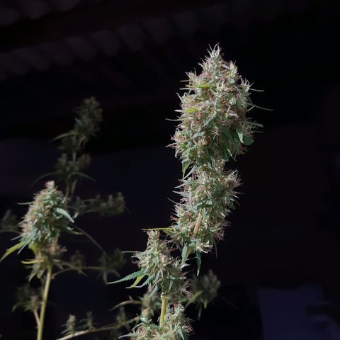 Prenseed 02 growlog photo: Colhi
