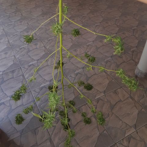 Prenseed 02 growlog photo: Colhi