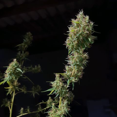 Prenseed 02 growlog photo: Colhi