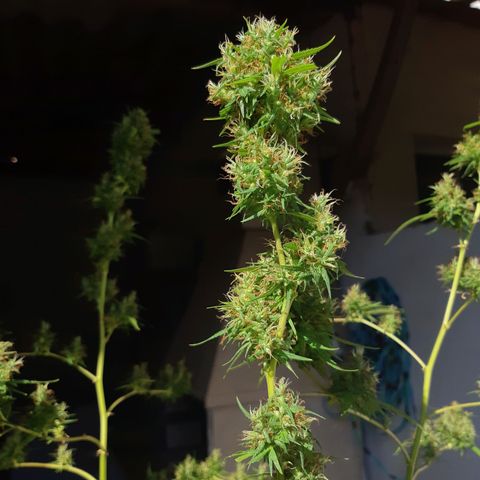 Prenseed 02 growlog photo: Colhi