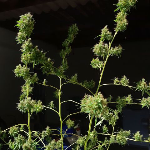 Prenseed 02 growlog photo: Colhi