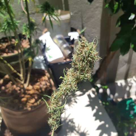 Prenseed 02 growlog timeline photo