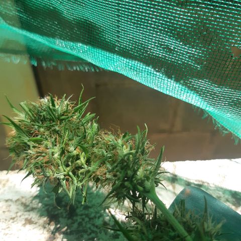 Prenseed 02 growlog timeline photo