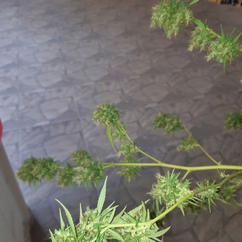 Prenseed 02 growlog timeline photo