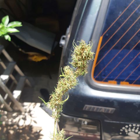 Prenseed 02 growlog timeline photo