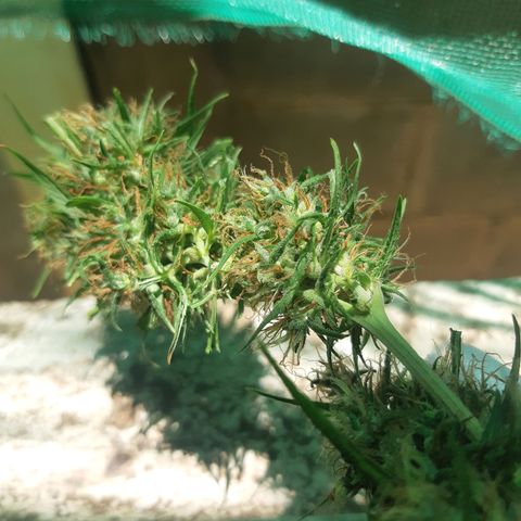 Prenseed 02 growlog timeline photo